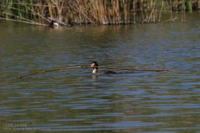 Grbe hupp -  Great Crested Grebe