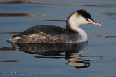Grbe hupp -  Great Crested Grebe
