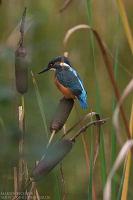 Martin pcheur - Common Kingfisher
