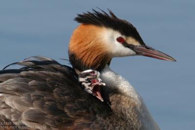 Grbe hupp -  Great Crested Grebe