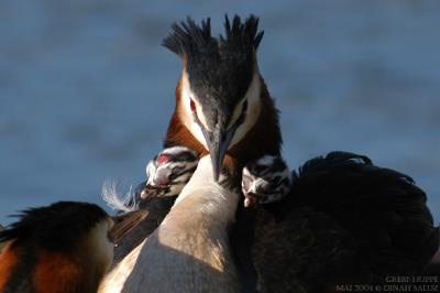 Grbe hupp -  Great Crested Grebe