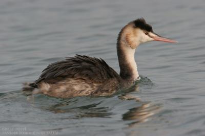 Grbe hupp -  Great Crested Grebe