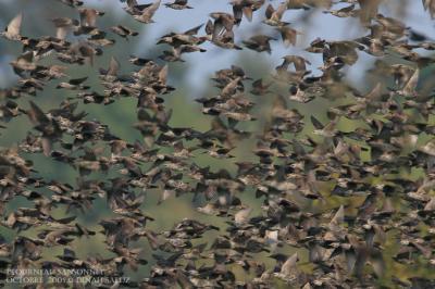 Etourneau sansonnet - Common Starling