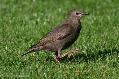 Etourneau sansonnet - Common Starling