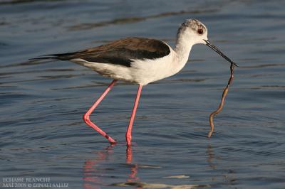 Echasse blanche - Black-winged Stilt