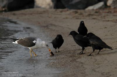 Goland brun - Lesser Black-backed Gull