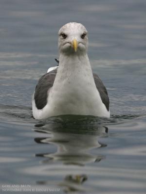Goland brun - Lesser Black-backed Gull
