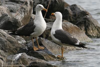 Goland brun - Lesser Black-backed Gull