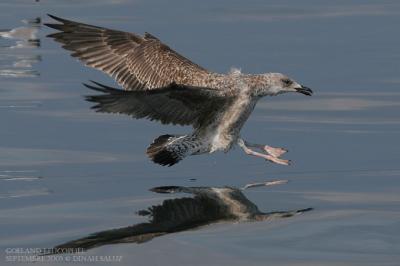 Goland leucophe - Yellow-legged Gull