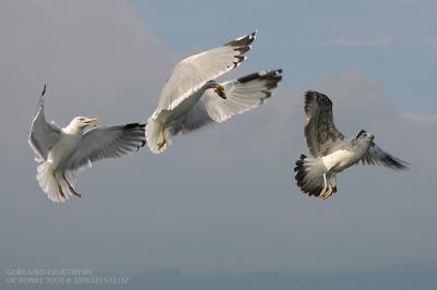 Goland leucophe - Yellow-legged Gull