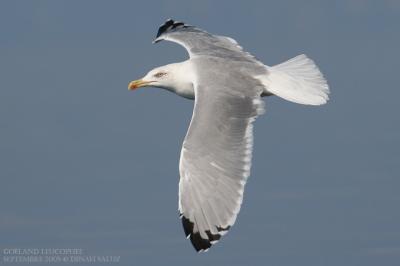 Goland leucophe - Yellow-legged Gull