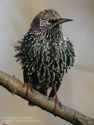 Etourneau sansonnet - Common Starling