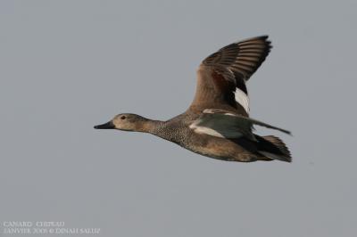 Canard chipeau - Gadwall