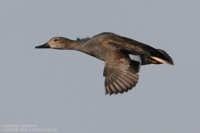 Canard chipeau - Gadwall