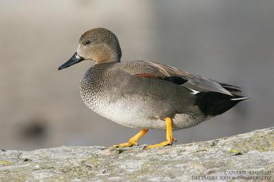 Canard chipeau - Gadwall