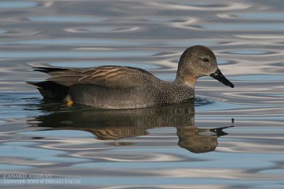 Canard chipeau - Gadwall