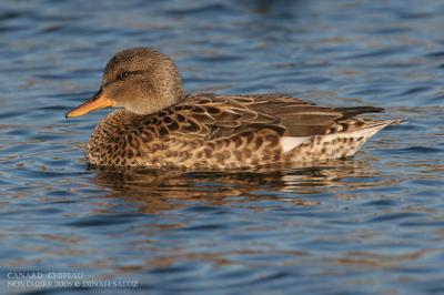 Canard chipeau - Gadwall