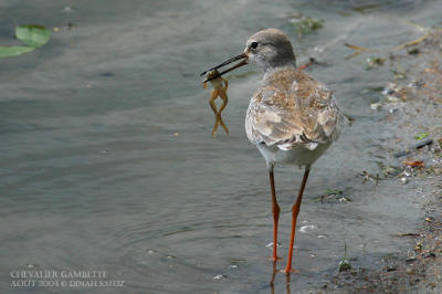 Chevalier gambette - Common Redshank