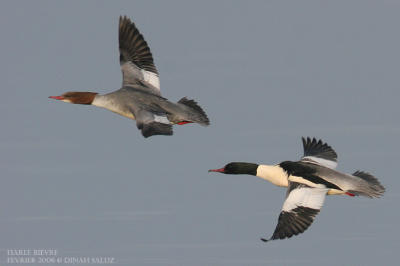 Harle bivre - Goosander