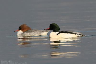 Harle bivre - Goosander