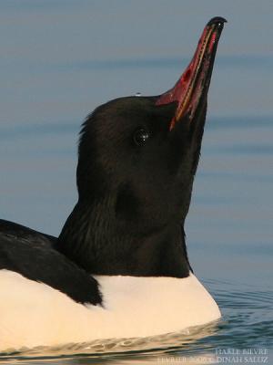 Harle bivre - Goosander