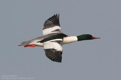 Harle bivre - Goosander