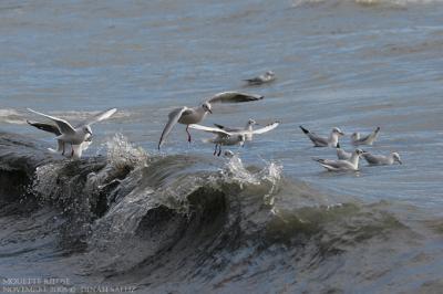 Mouette rieuse - Black-headed Gull