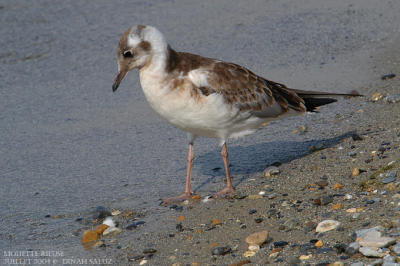 Mouette rieuse - Black-headed Gull