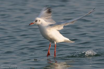 Mouette rieuse - Black-headed Gull