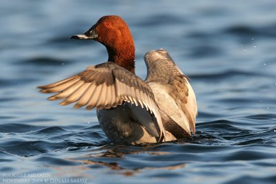 Fuligule milouin - Common Pochard