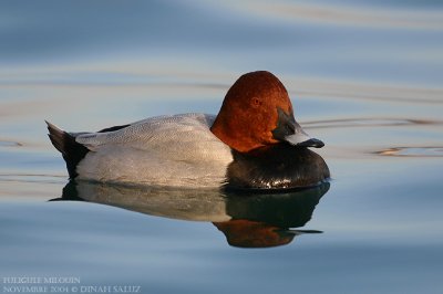 Fuligule milouin - Common Pochard