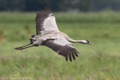 Grue cendre - Common Crane