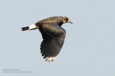 Vanneau huppé - Northern Lapwing