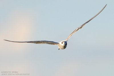 Guifette noire - Black Tern