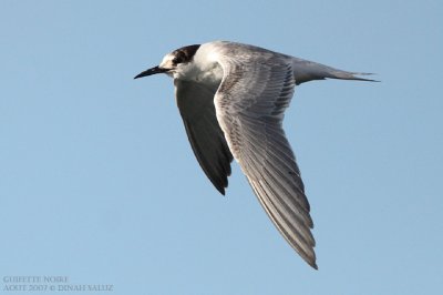 Guifette noire - Black Tern