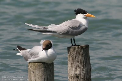 Sterne voyageuse - Lesser Crested Tern