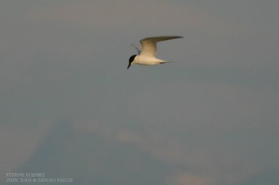 Sterne hansel - Gull-billed Tern