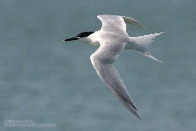 Sterne caugek - Sandwich Tern