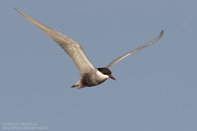 Guifette moustac - Whiskered Tern