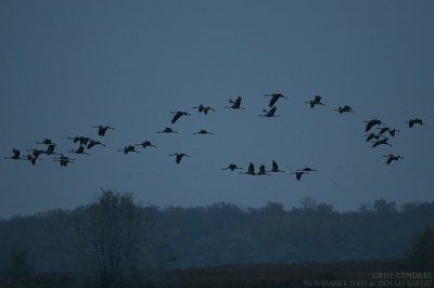 Grue cendre - Common Crane