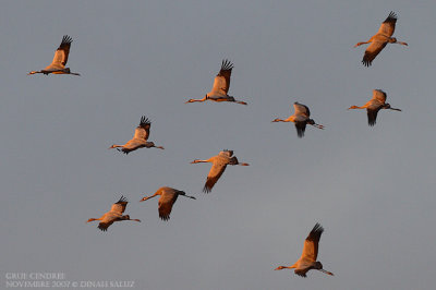 Grue cendre - Common Crane