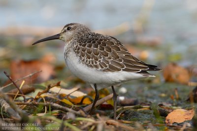 Bcasseau cocorli - Curlew Sandpiper