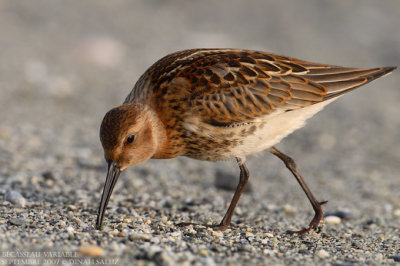 Bcasseau variable - Dunlin