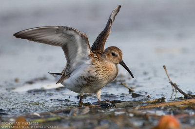 Bcasseau variable - Dunlin