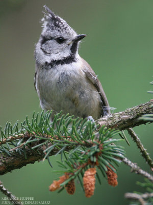 Msange huppe - Crested Tit