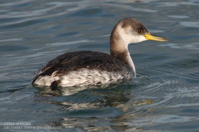 Grbe jougris - Red-necked Grebe