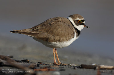 Petit gravelot - Little Ringed Plover