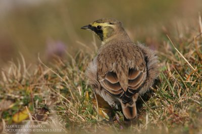 Alouette haussecol - Horned Lark