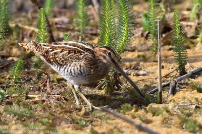 Bcassine des marais -  Common Snipe