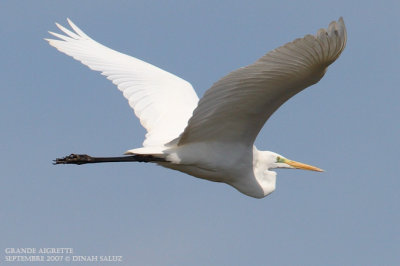 Grande aigrette - Great White Egret